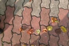 75513329_763294780798246_7381359373617987584_n